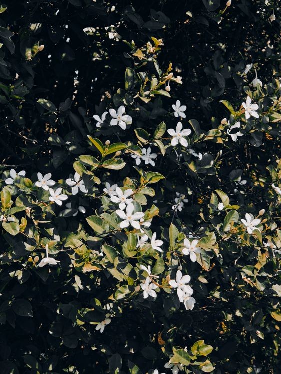 White jasmine blossoms
